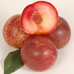 Pluots and Apriums
